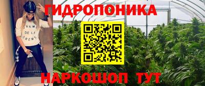 амф Гусев